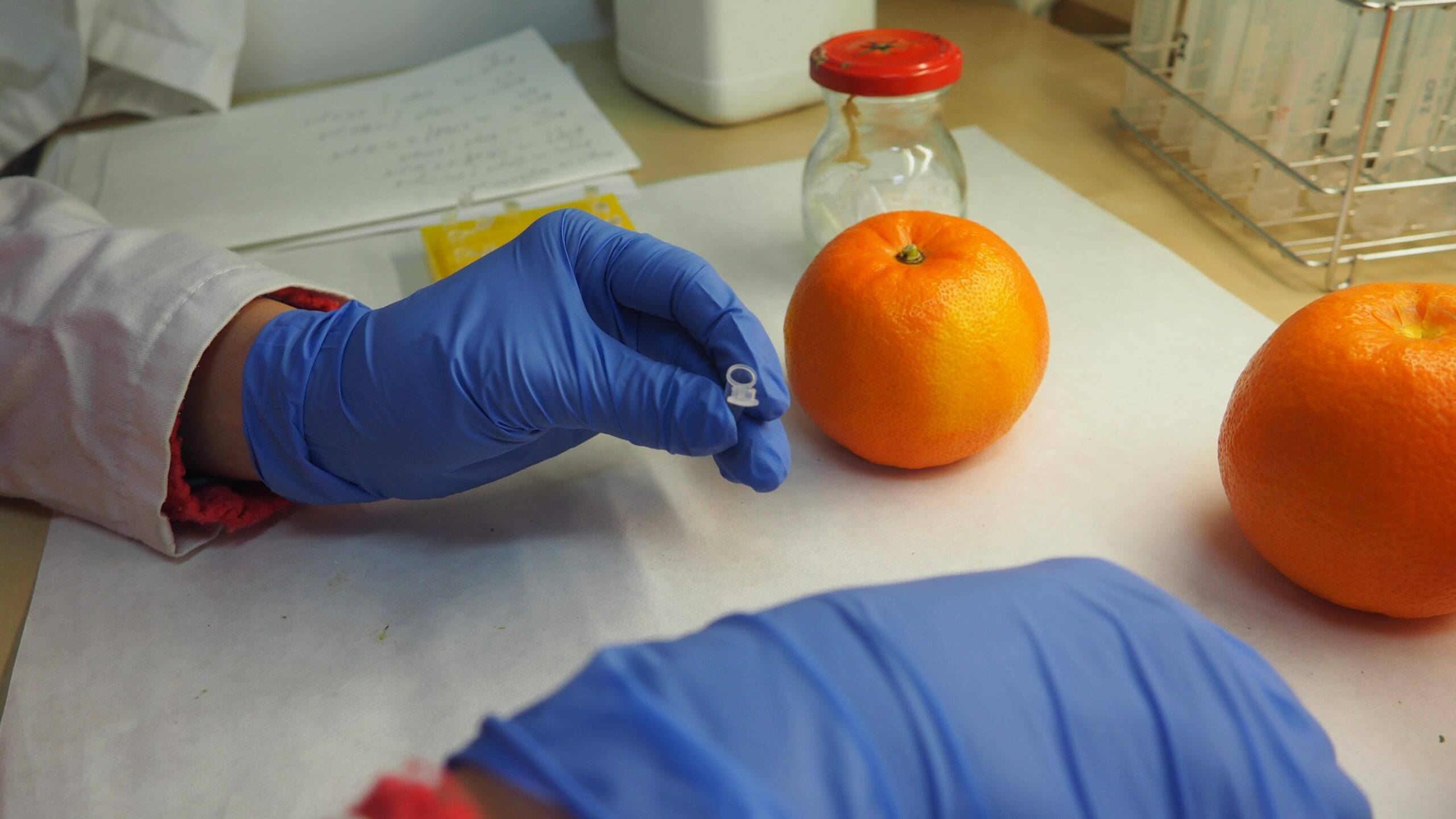 OLYMPUS DIGITAL CAMERA|FOTO 1